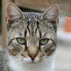 Huskat Whiskas - R.I.P