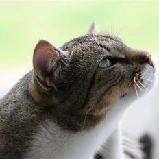 Huskat Whiskas - R.I.P