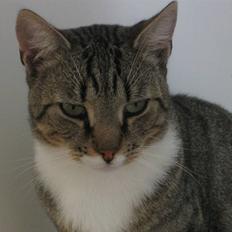 Huskat Whiskas - R.I.P