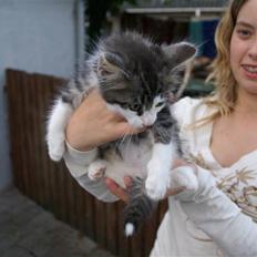 Norsk Skovkat Bailey - død -