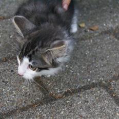 Norsk Skovkat Bailey - død -