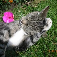 Blanding af racer Mis