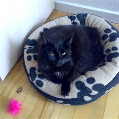 Norsk Skovkat Happy feet aka Lille mis 