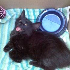 Norsk Skovkat Happy feet aka Lille mis 