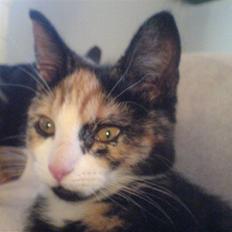 Huskat missen ( speedi )