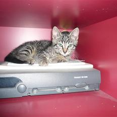 Huskat Mille af Møllehøj