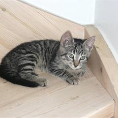 Huskat Mille af Møllehøj