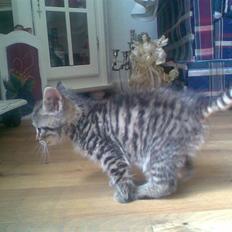 Huskat Seafood Larsen