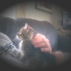 Huskat Seafood Larsen