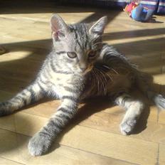 Huskat Seafood Larsen