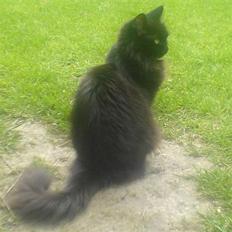 Maine Coon Bella R.I.P 