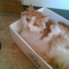 Blanding af racer missy