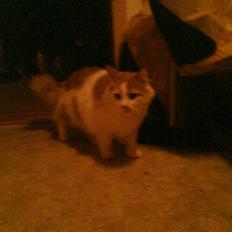 Blanding af racer missy