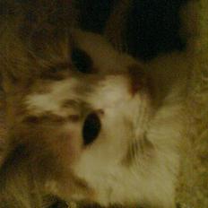 Blanding af racer missy