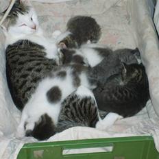 Blanding af racer tøsen