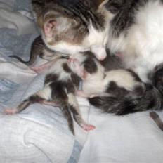 Blanding af racer tøsen