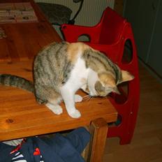 Blanding af racer olympia 