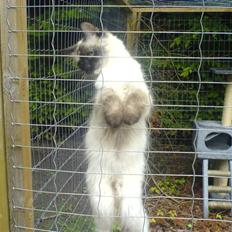 Hellig Birma Tipper har fået nyt hjem