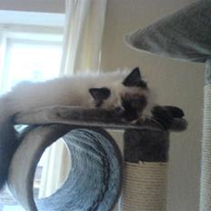 Hellig Birma Tipper har fået nyt hjem