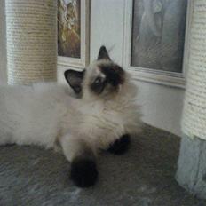 Hellig Birma Tipper har fået nyt hjem