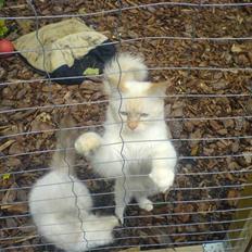 Hellig Birma Fnuggi har fået nyt hjem