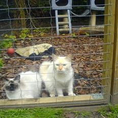 Hellig Birma Fnuggi har fået nyt hjem