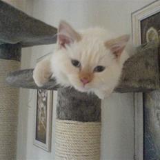 Hellig Birma Fnuggi har fået nyt hjem