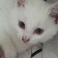 Blanding af racer Isabella R.I.P.2007