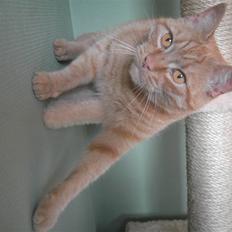 Huskat Garfield (R.I.P)