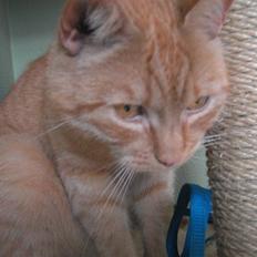 Huskat Garfield (R.I.P)