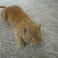 Huskat Garfield (R.I.P)