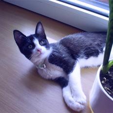 Blanding af racer Misser