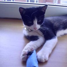 Blanding af racer Misser