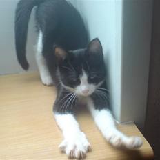 Blanding af racer Misser