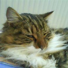 Blanding af racer King