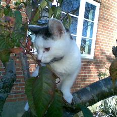 Blanding af racer Oliver