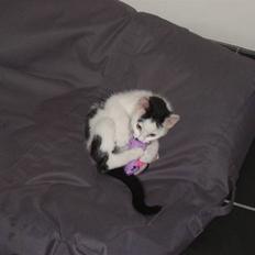 Blanding af racer Oliver