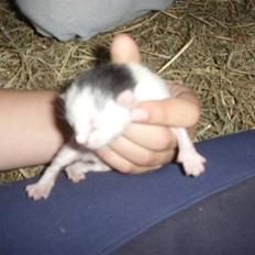 Blanding af racer Oliver