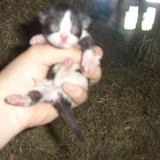 Blanding af racer Olympia/Mille