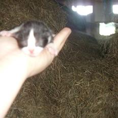 Blanding af racer Olympia/Mille