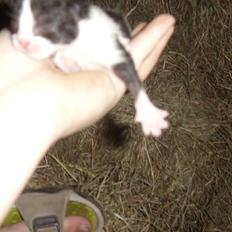 Blanding af racer Olympia/Mille