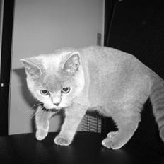 British Shorthair Mika Død 12/04-09