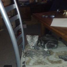 Huskat pjevs kørt ned :'(