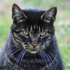 Huskat Micki - R.I.P.