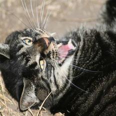 Huskat Micki - R.I.P.