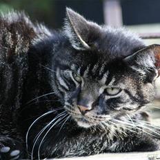 Huskat Micki - R.I.P.