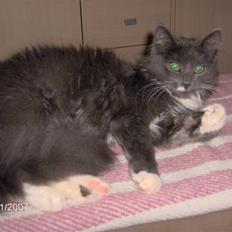 Blanding af racer Misse