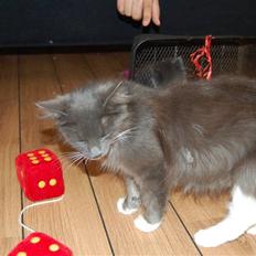 Blanding af racer Misse