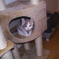 Blanding af racer Trunte