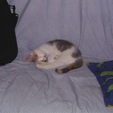 Blanding af racer Trunte